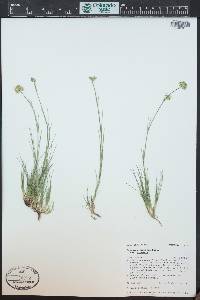 Eremogone congesta image