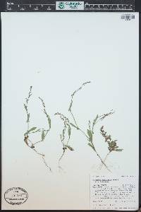 Polygonum douglasii image