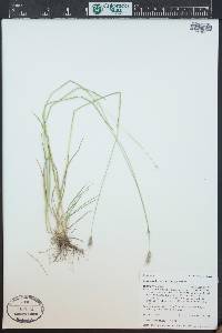 Hordeum brachyantherum image