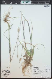 Phleum alpinum image