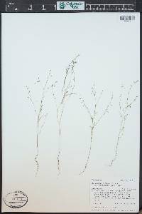 Gayophytum diffusum image