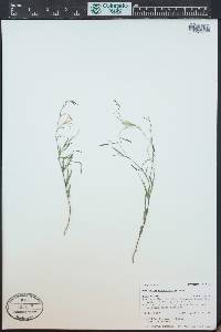 Epilobium brachycarpum image