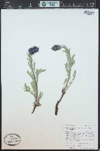 Phacelia sericea image