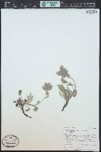 Phacelia hastata image