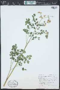 Thalictrum fendleri image