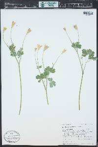 Aquilegia elegantula image