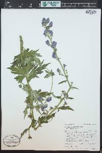 Aconitum columbianum image