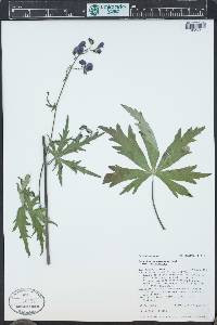 Aconitum columbianum image