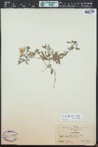 Philadelphus microphyllus image