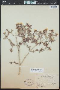 Philadelphus microphyllus image