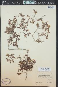 Philadelphus microphyllus image