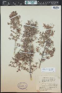 Philadelphus microphyllus image