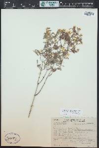 Philadelphus microphyllus image