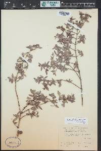 Philadelphus microphyllus image