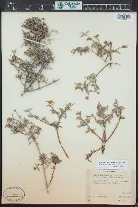 Philadelphus microphyllus image