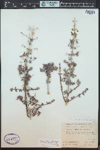 Philadelphus microphyllus image