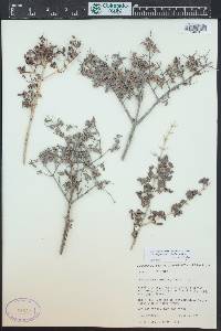 Philadelphus microphyllus image