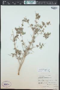 Philadelphus microphyllus image