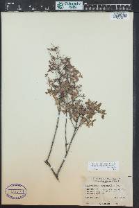 Philadelphus microphyllus image