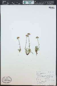 Erigeron grandiflorus image