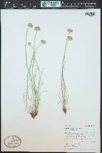 Erigeron ochroleucus image