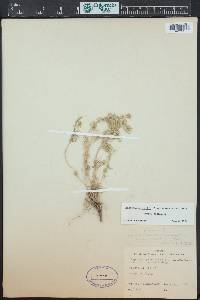 Linanthus nuttallii image