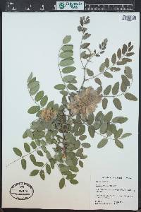 Robinia neomexicana image