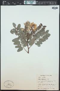 Robinia neomexicana image