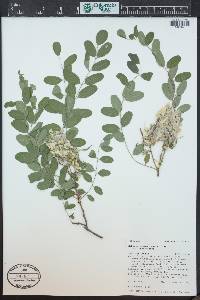 Robinia neomexicana image