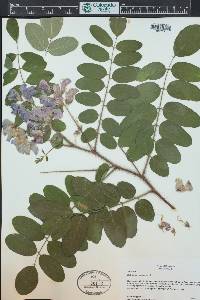 Robinia hispida image