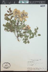 Robinia neomexicana image