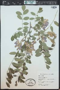 Robinia neomexicana image