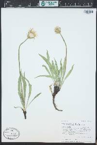 Agoseris glauca var. dasycephala image