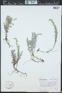 Artemisia carruthii image