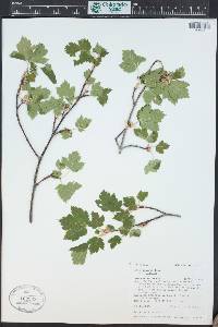 Acer glabrum image