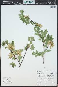 Acer glabrum image