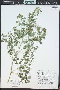 Thalictrum fendleri image