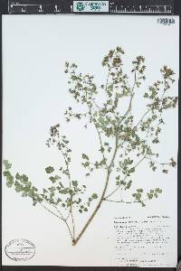 Thalictrum fendleri image