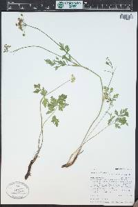 Pseudocymopterus montanus image