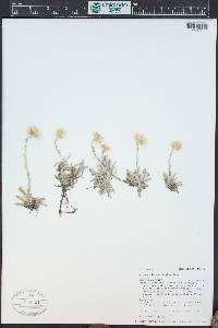 Antennaria microphylla image