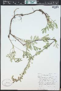 Artemisia franserioides image