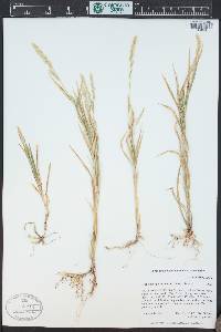 Muhlenbergia racemosa image