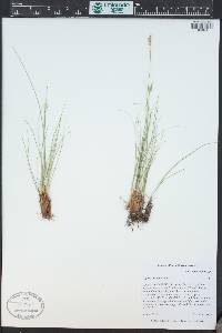 Carex filifolia image