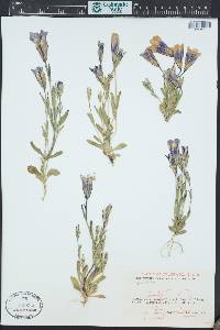 Gentianopsis thermalis image