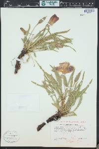 Oenothera brachycarpa image