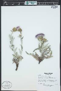 Cirsium flodmanii image