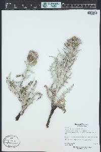 Cirsium flodmanii image