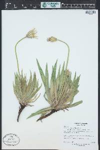 Agoseris glauca image