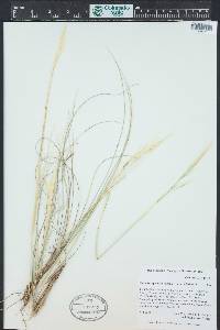 Hesperostipa neomexicana image