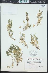 Corydalis aurea image